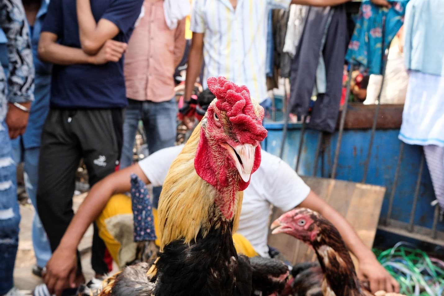 Rooster Man by Sudeep Lal, frame 1 of 1